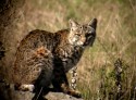 Photo of Bobcat