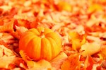 photo: pumpkin in fall leaves