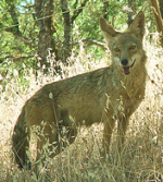 photo: Coyote in Northern California