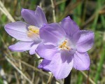 photo: Wildflower Scavenger Hunt - Almaden Quicksilver