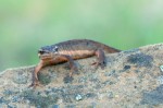 Migrating Newts in Almaden Quicksilver Park