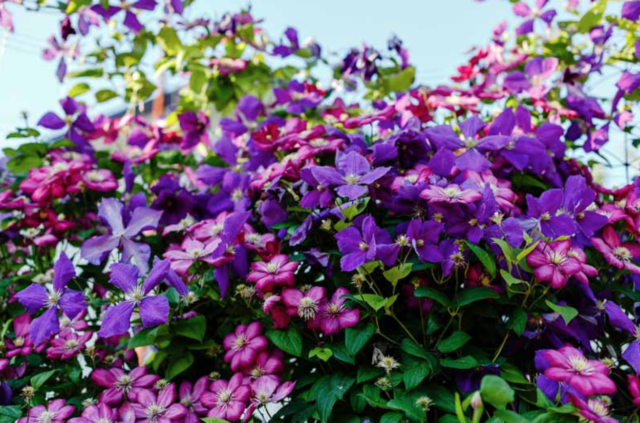 Backyard garden