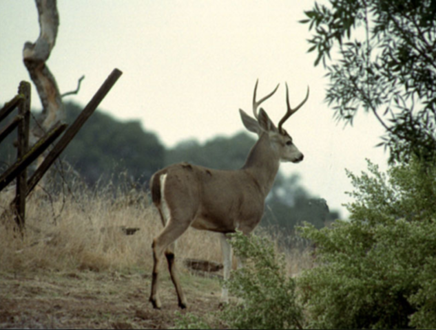 California Ridge Deer in Nature
