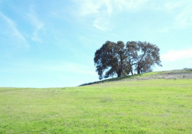 Cathedral Oaks Park