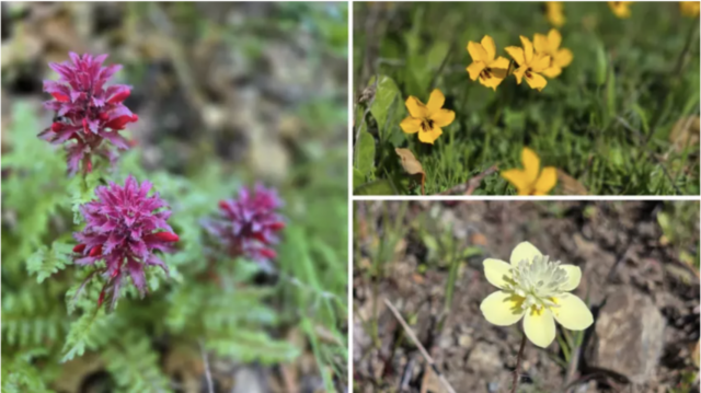 Wildflower Walk at Almaden Quicksilver