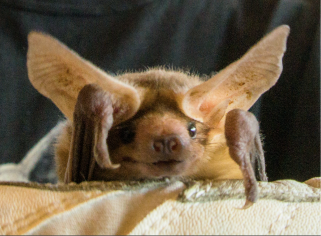 NorCal Bats by Corky Quirk